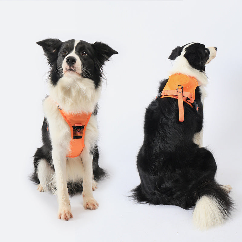 Pet Harness With Leash